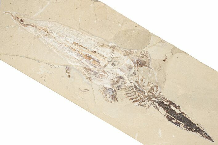 21.5" Cretaceous Sawfish-Like Ray (Libanopritis) - Lebanon